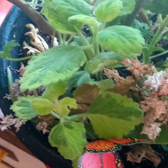 Winter is over  and I need to purge some plants,  10 plant starts, my c… - Picture 13 of 15